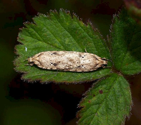 Agonopterix arenella