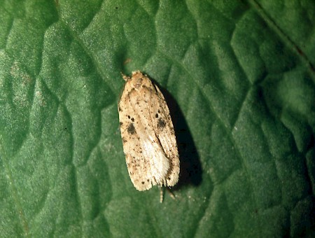 Agonopterix arenella