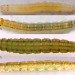 Larvae • on Cirsium, Centaurea and Arctium. June to September • © Ian Smith