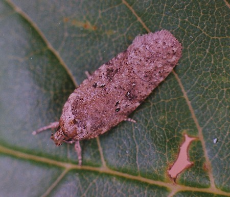 Agonopterix heracliana