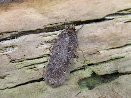 Agonopterix heracliana