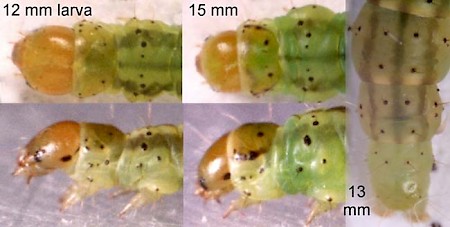 Agonopterix heracliana