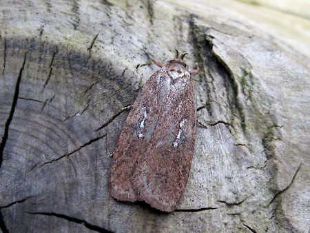 Agonopterix ciliella