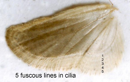 Agonopterix ciliella