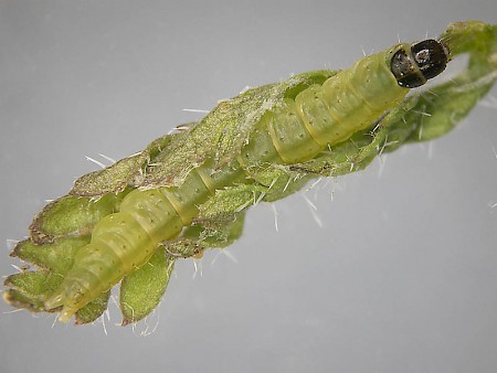 Agonopterix curvipunctosa