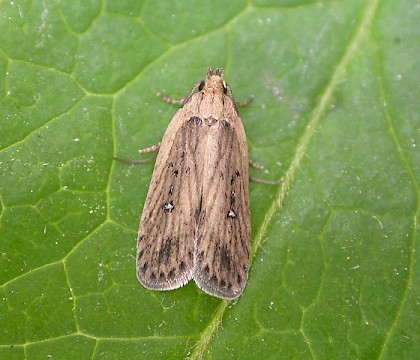 Adult • reared from Peucedanum officinale, East Kent • © Francis Solly