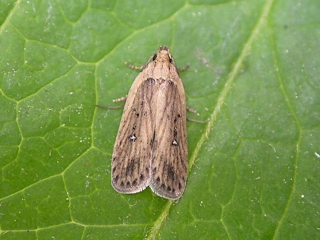 Agonopterix putridella