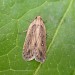 Adult • reared from Peucedanum officinale, East Kent • © Francis Solly