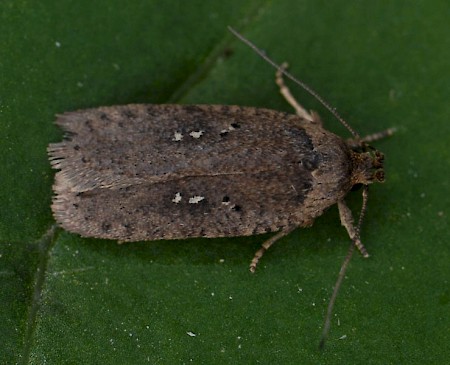 Agonopterix capreolella