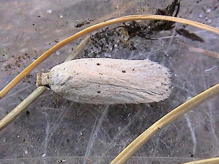 Agonopterix rotundella