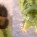 Larval plates • On Daucus carota on slumped clay cliff, Cheshire. June. Imago reared. • © Ian Smith