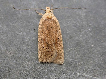 Agonopterix assimilella