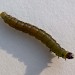 Larva • on Cytisus, Hickling Broad, Norfolk • © Andy Beaumont