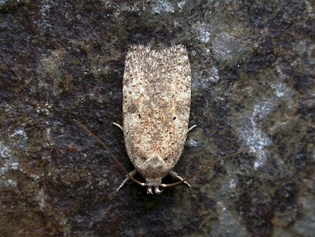 Agonopterix nanatella