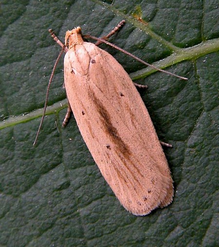 Agonopterix pallorella