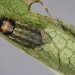 Larva, final instar • Compton Down, Isle of Wight • © Bob Heckford