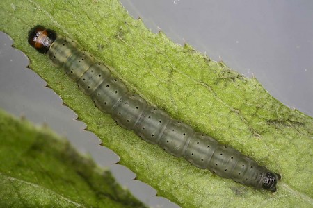 Agonopterix pallorella