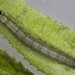 Larva, final instar • Compton Down, Isle of Wight • © Bob Heckford