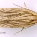 Adult • Ex larva on Ulex europaeus. Lleyn, Caerns. Leg. IK & IFS • © Ian Smith