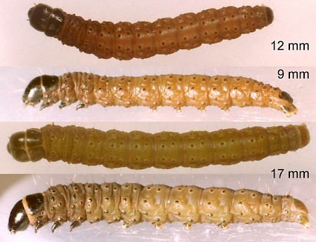 Agonopterix umbellana