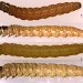 Young larvae • On Ulex europaeus. Late July. Lleyn, Caerns. Leg. IK & IFS. Imago reared. • © Ian Smith