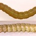 Larva • On Ulex europaeus. Late July. Lleyn, Caerns. Leg. IK & IFS. Imago reared. • © Ian Smith