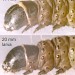 Larval thorax • On Ulex europaeus. Late July. Lleyn, Caerns. Leg. IK & IFS. Imago reared. • © Ian Smith