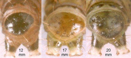 Agonopterix umbellana