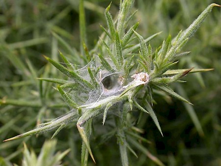 Agonopterix umbellana