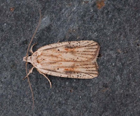 Agonopterix nervosa