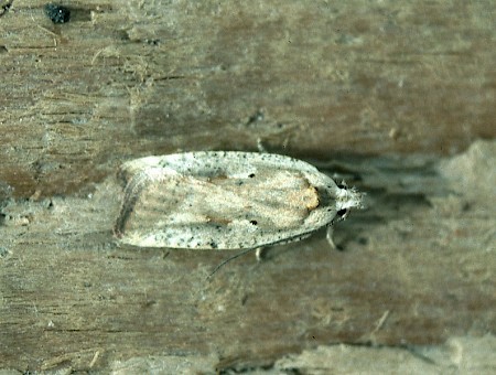 Agonopterix nervosa