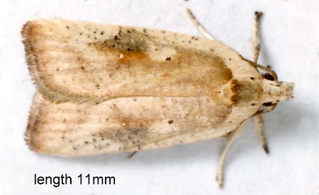 Agonopterix nervosa