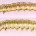 Larvae • On Ulex. Early June. Imagines reared. • © Ian Smith