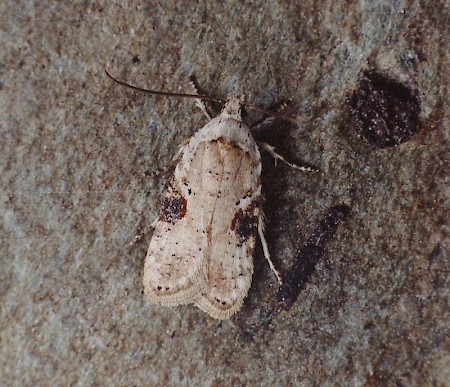 Agonopterix alstromeriana