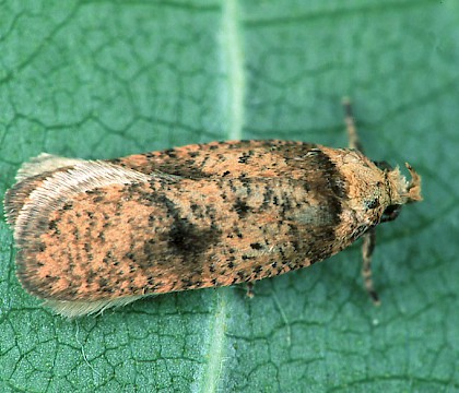 Adult • Cromwell Bottom NR, West Yorkshire • © Ian Kimber