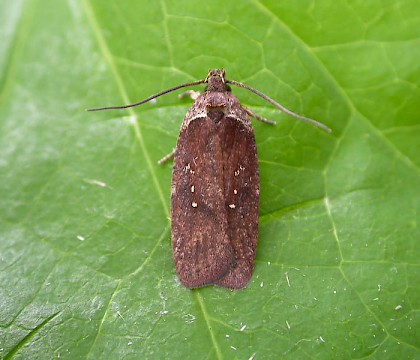 Adult • Sandwich Bay, Kent, bred from Eryngium maritimum • © Francis Solly