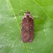 Adult • Sandwich Bay, Kent, bred from Eryngium maritimum • © Francis Solly