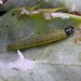 Larva • Sandwich, Kent. On sea-holly. • © Francis Solly