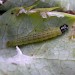 Larva • Sandwich, Kent. On sea-holly. • © Francis Solly