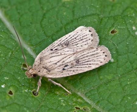 Agonopterix yeatiana