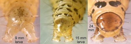 Parsnip Moth Depressaria radiella