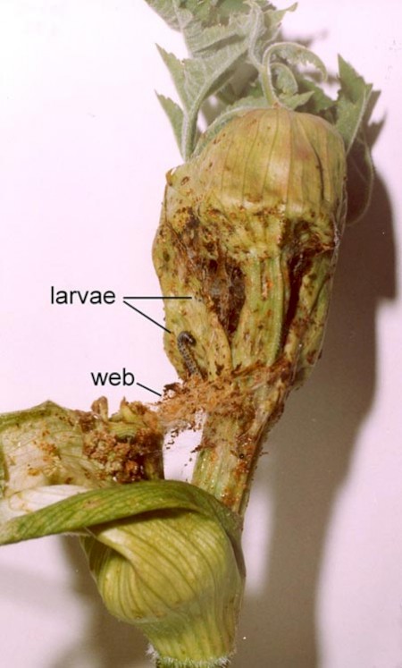 Parsnip Moth Depressaria radiella