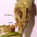 Feeding • larvae in unopened Heracleum flower bud. June. • © Ian Smith