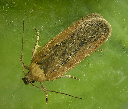 Adult • Plymouth, Devon. Reared from larva on Pimpinella major • © Bob Heckford