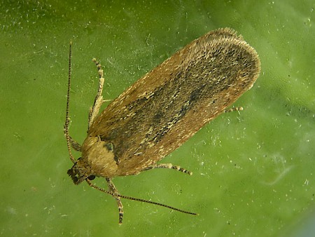 Depressaria pimpinellae