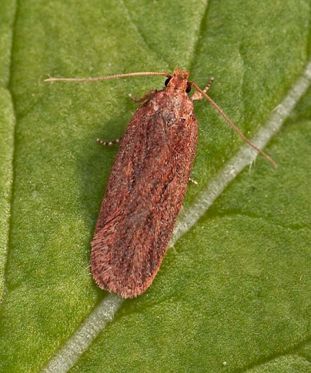 Depressaria daucella