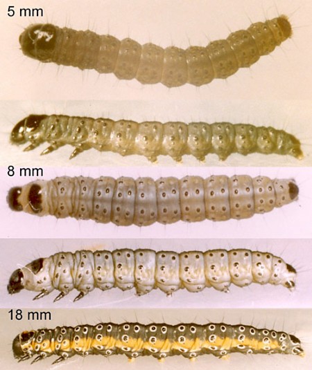 Depressaria daucella