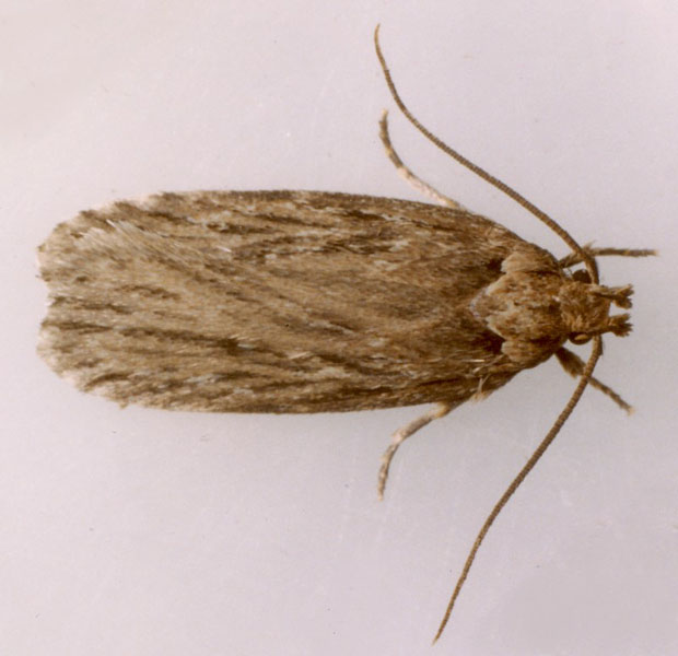 Depressaria ultimella Adult | UKmoths