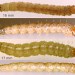 Larvae • in stems of Apium nodiflorum. July. Imago reared. • © Ian Smith