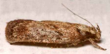 Depressaria pulcherrimella